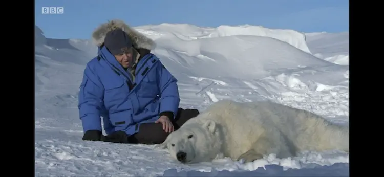 Polar bear (Ursus maritimus) as shown in Frozen Planet - On Thin Ice